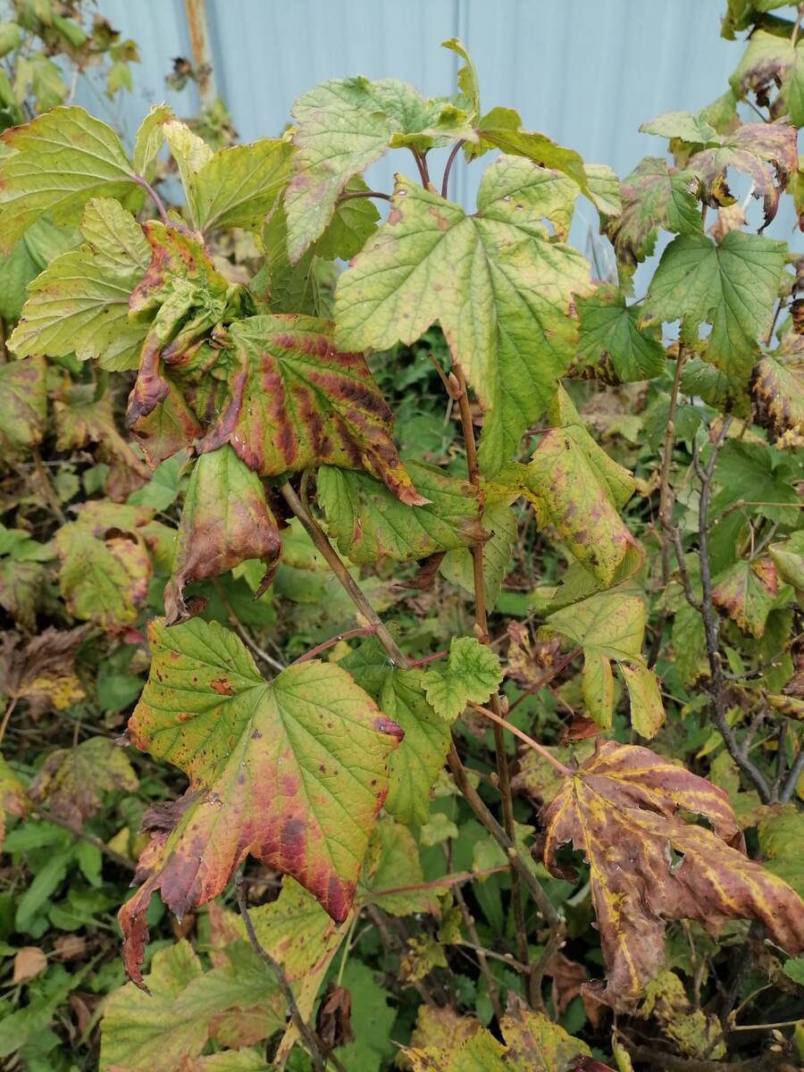 Грибковое заболевание у черной смородины