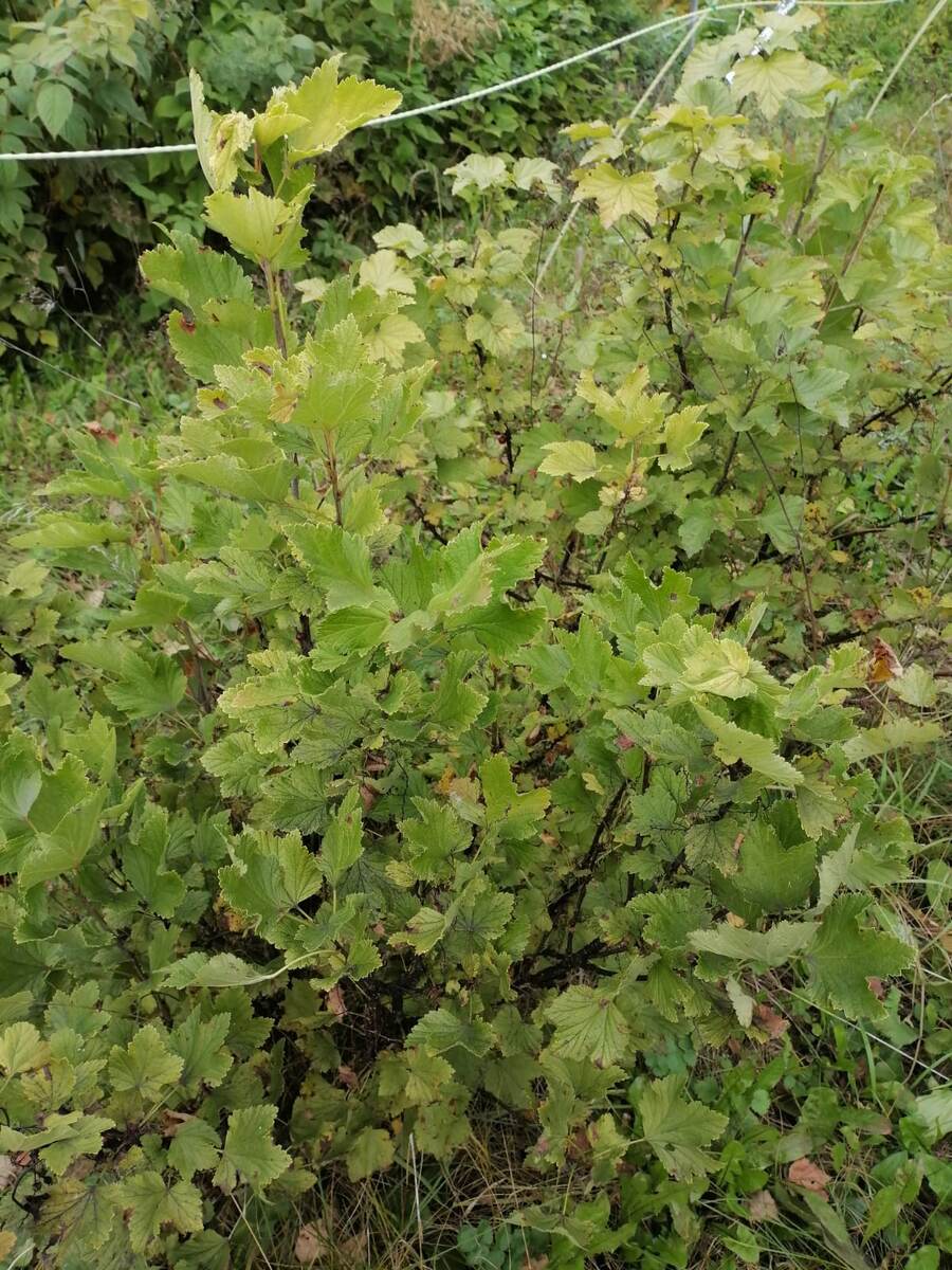 Красная смородина практически здорова, но все равно её обработаем для профилактики