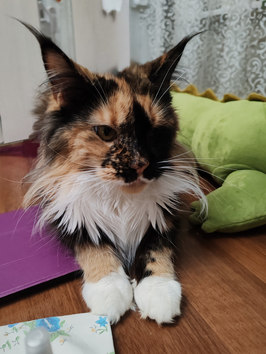 Всё замурррчательно) 