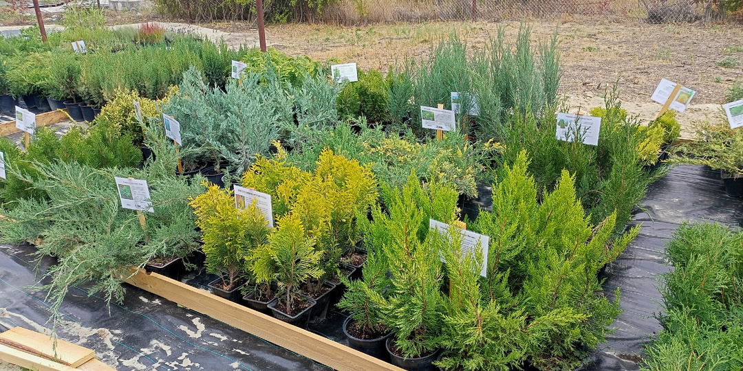 Выбираем вечнозеленые растения для сада. Питомники города Таганрога.