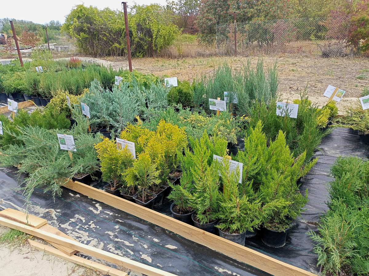 Таганрогский питомник растений. Фото автора.