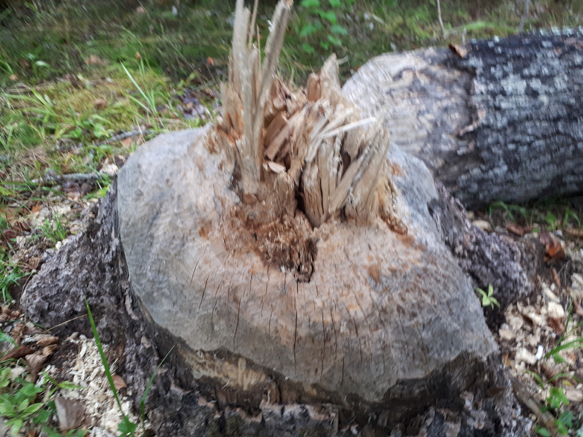 Так грызут деревьяя бобры, которых в последние десять лет в Ленобласти стало оченб много. фото автора