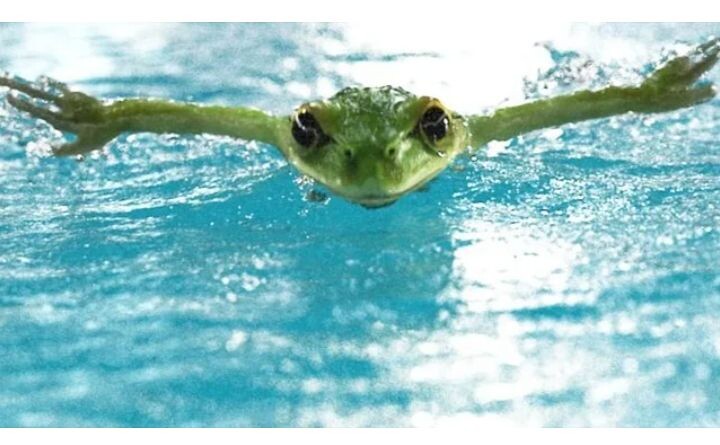 История жаб (семейства Bufonidae) часть 5.