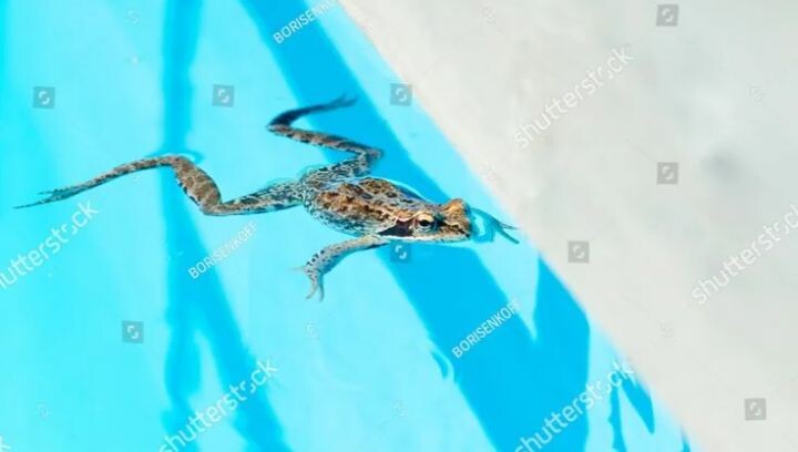 История жаб (семейства Bufonidae) часть 5.