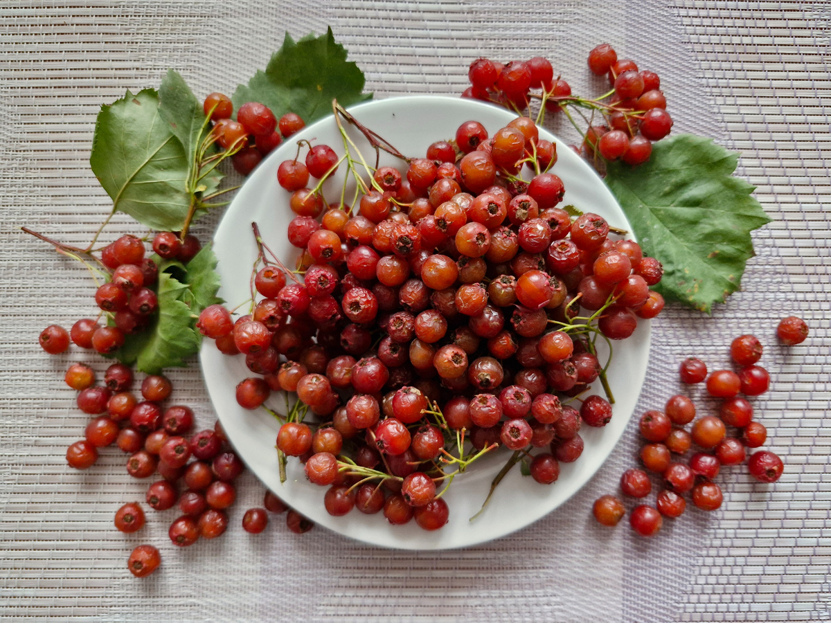Боярышник кроваво-красный, фото автора