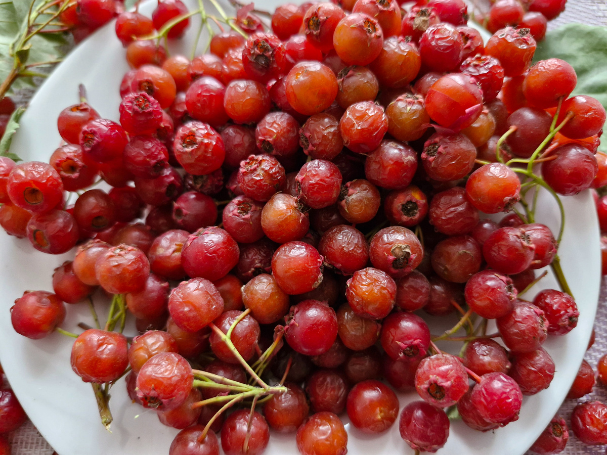 Боярышник кроваво-красный