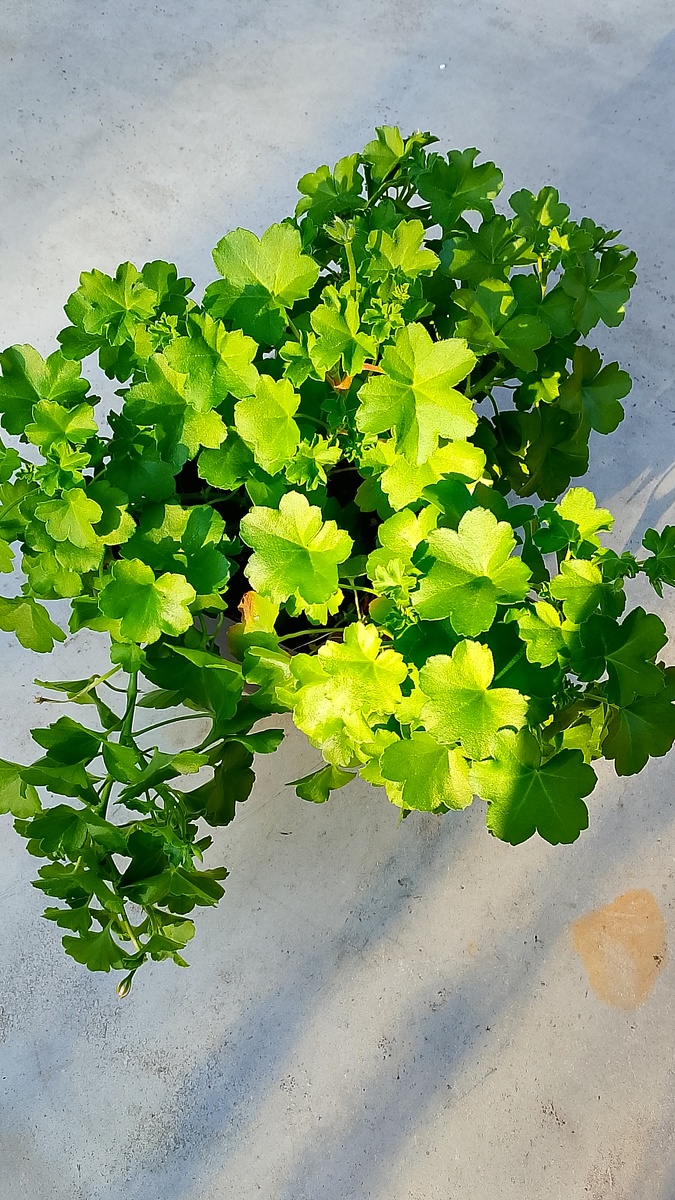 Мне понравилось высаживать сразу несколько чернков в один двухлитровый горшок. Через короткое время получается такая плотная шапка. 