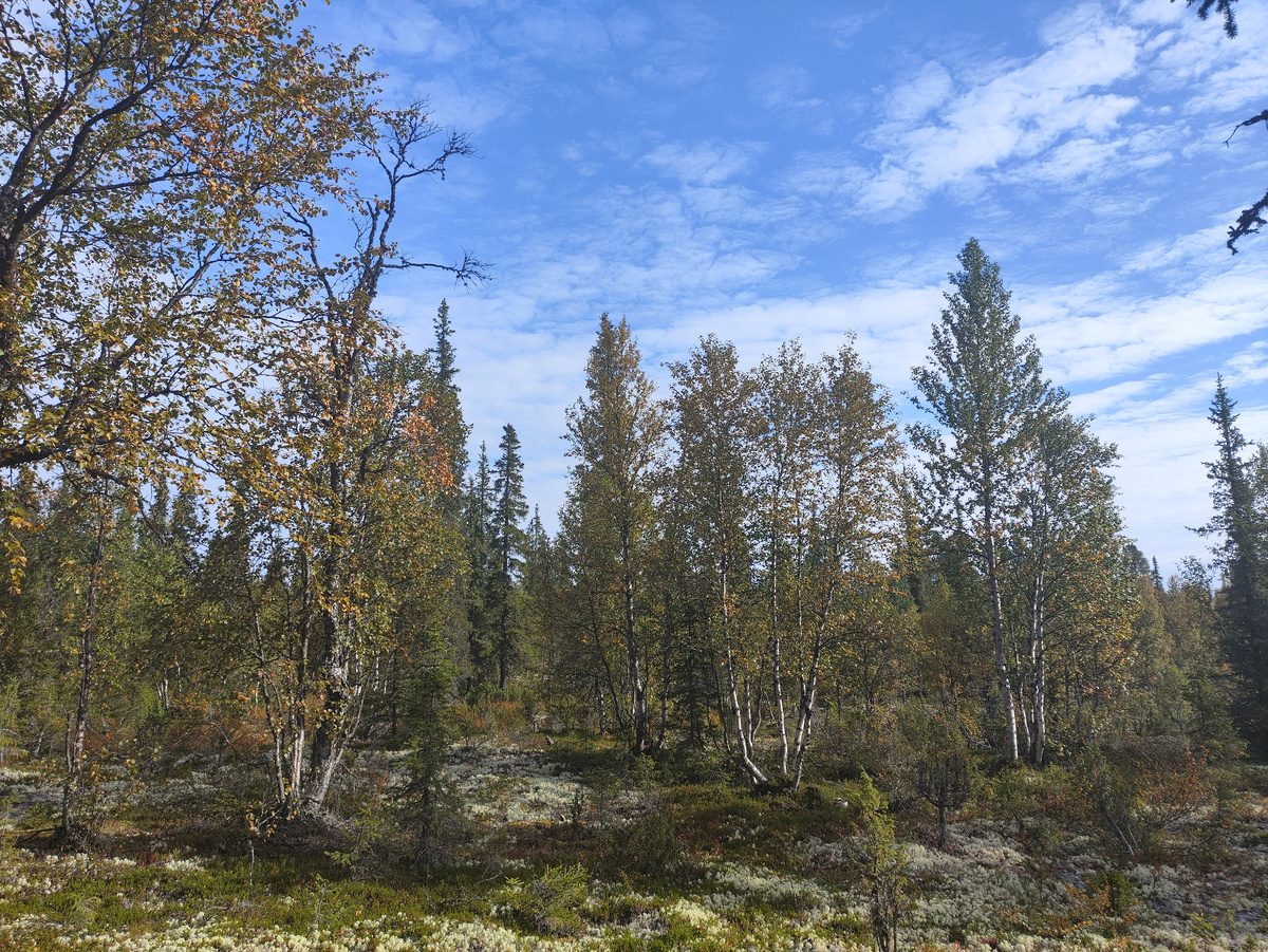 Лес на старте