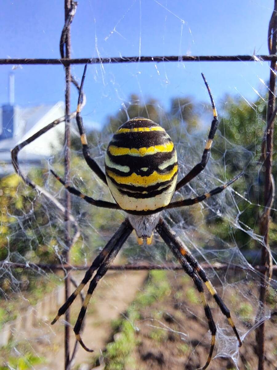 Паук-оса. В последнее время не редкость для нашей полосы. Сам я его вижу впервые. 