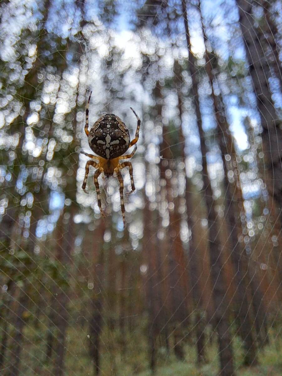 Паук крестовик. Уже распространенный паук.