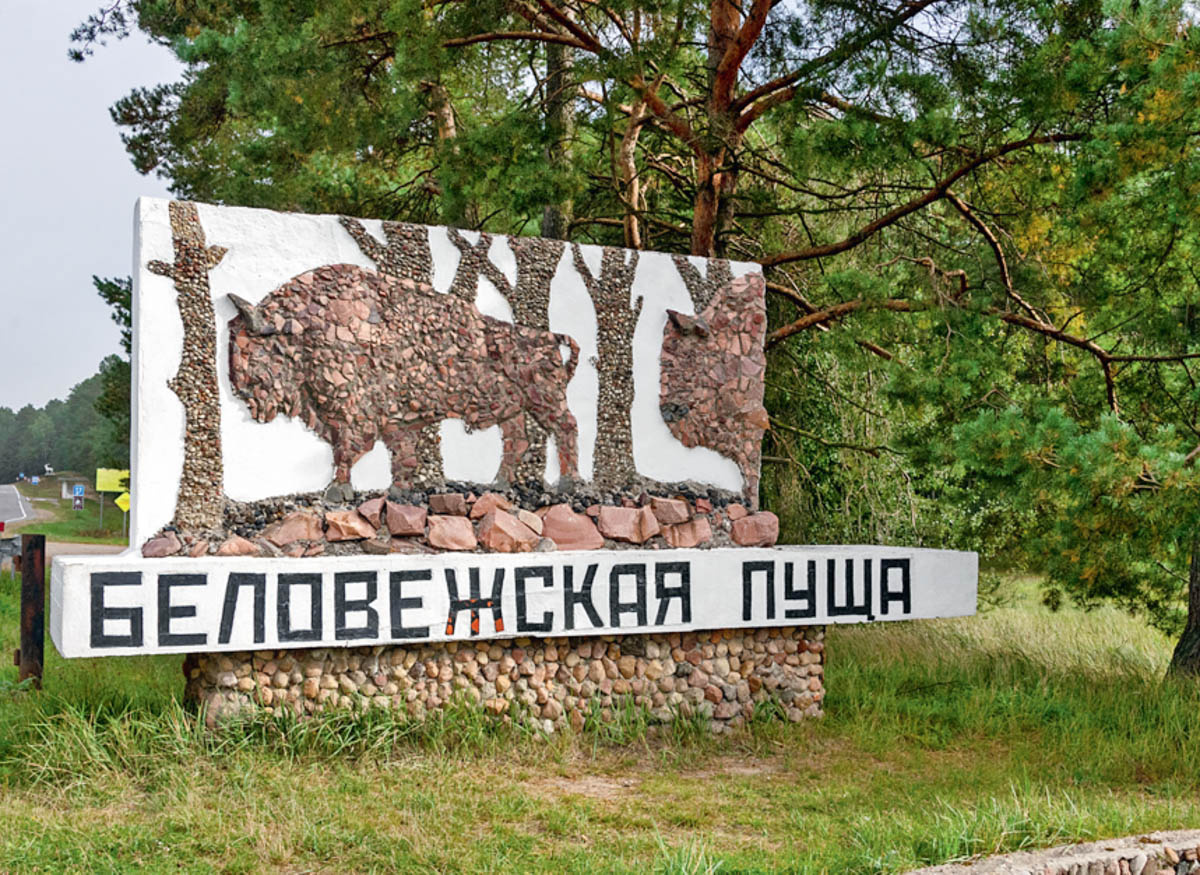 «Я к тебе прилетаю, Беловежская пуща….»
