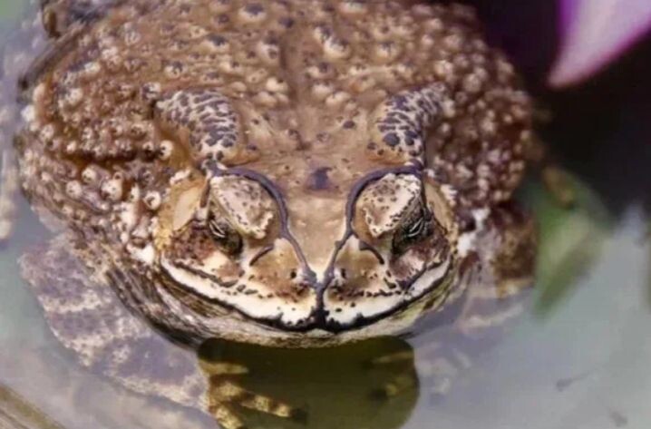 История жаб (семейства Bufonidae) часть 6.