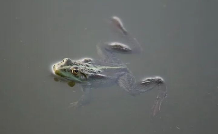 История жаб (семейства Bufonidae) часть 6.