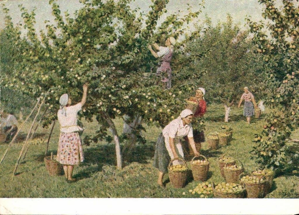«Сбор яблок» Светличная Ольга Григорьевна, 1953