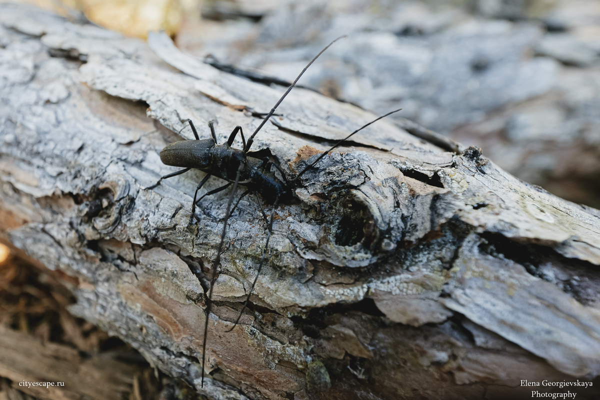 Что мне не понравилось на стоянке — усачи. Нереальное количество, и они были очень активны. Фото: Елена Георгиевская / City Escape