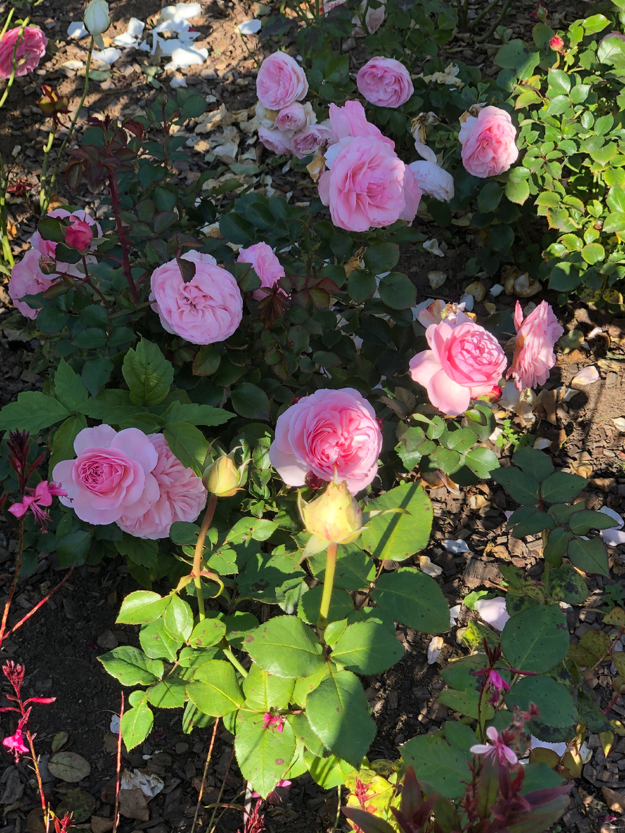 Нежные розовые