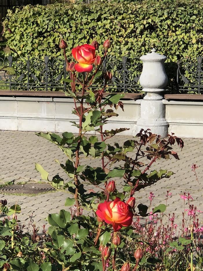 Бутоны думают, что лето впереди...