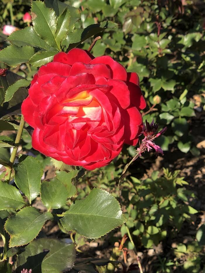 Самая яркая.