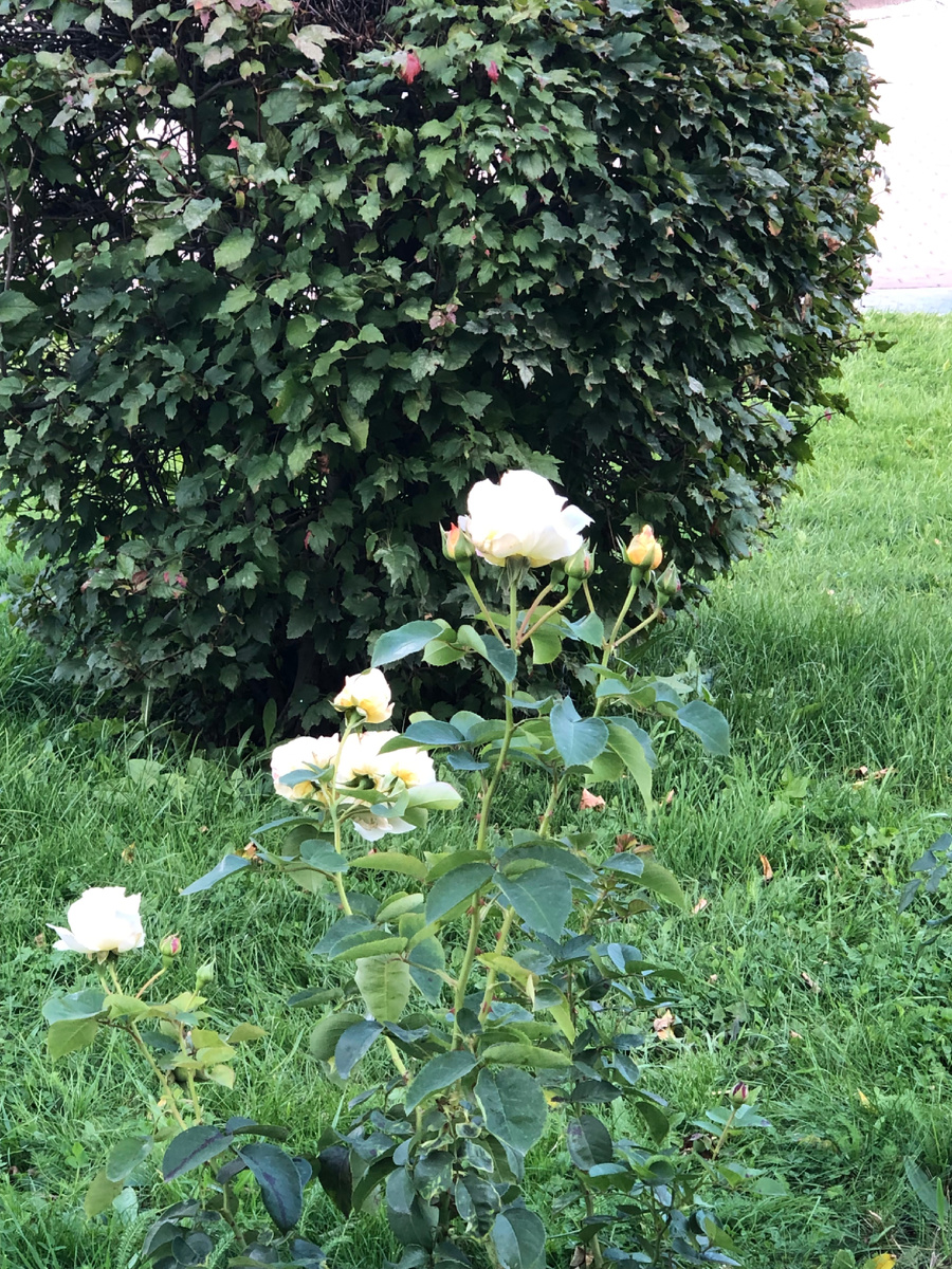 Нежные белые, далее шиповник