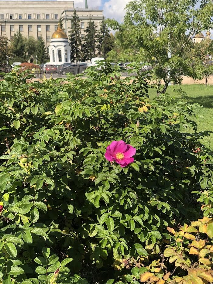 А вот и шиповник расцвел в сентябре.