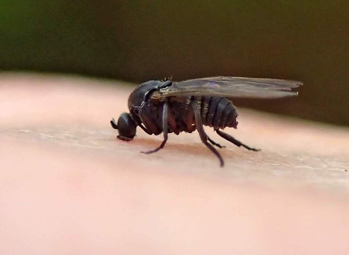 Фото с сайта: https://bringmethenews.com/minnesota-lifestyle/new-species-of-gnats-bugging-people-in-the-twin-cities