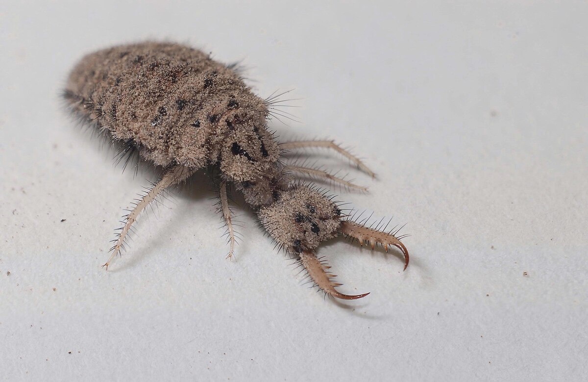 Фото с сайта: https://en.wiktionary.org/wiki/File:Myrmeleontidae_(antlion)_5370350.jpg