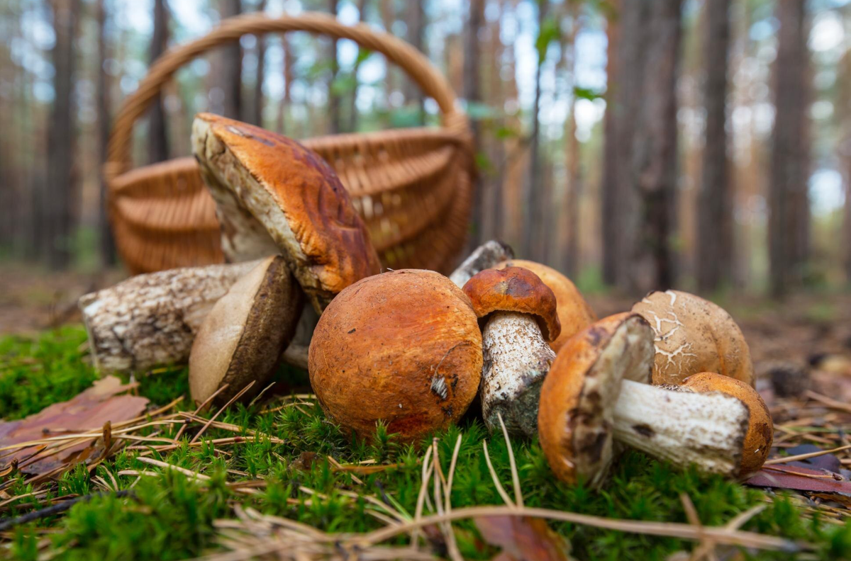   Трофеи продвинутых грибников: что собирать в лесу кроме боровиков и подберёзовиков