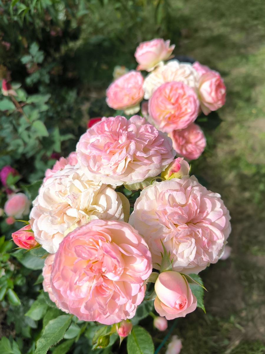 Роза Пастелла. Попала пересортом, но я ее тоже хотела. Цветет букетами на прочных цветоносах.