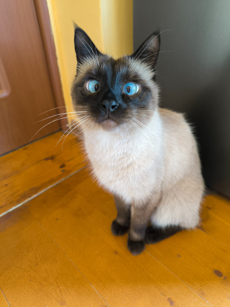 Наш забавный косоглазый Арчик)