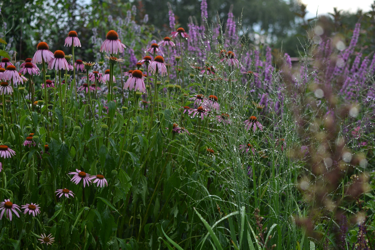 Эхинацея, галерея, листайте