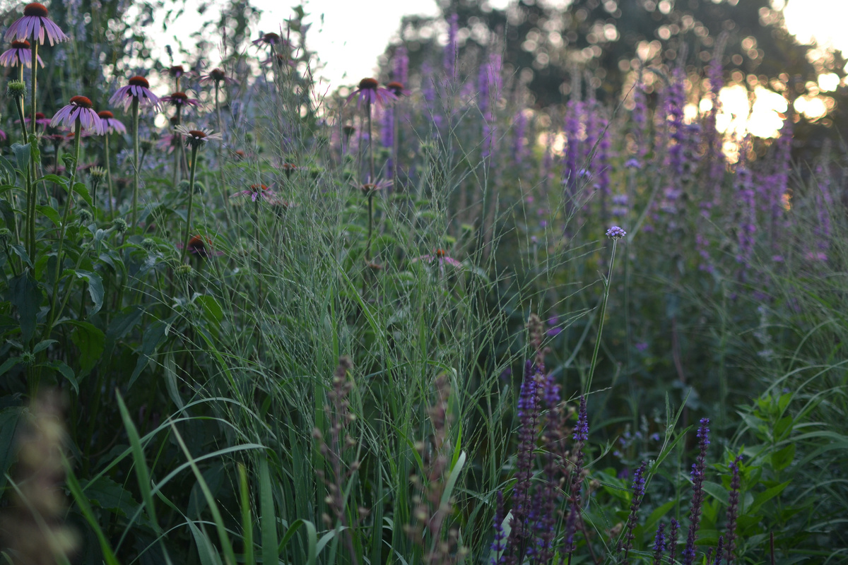 Эхинацея, молиния тростниковая Транспарент, шалфей дубравный Карадонна, на фоне дербенник