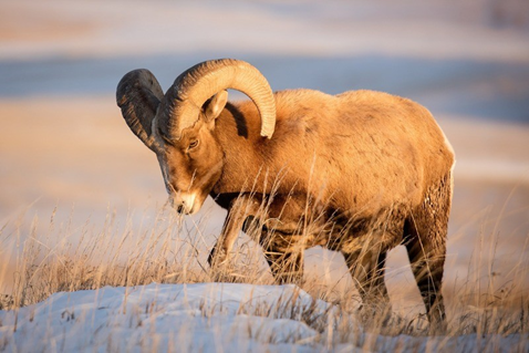 Красавец снежный баран