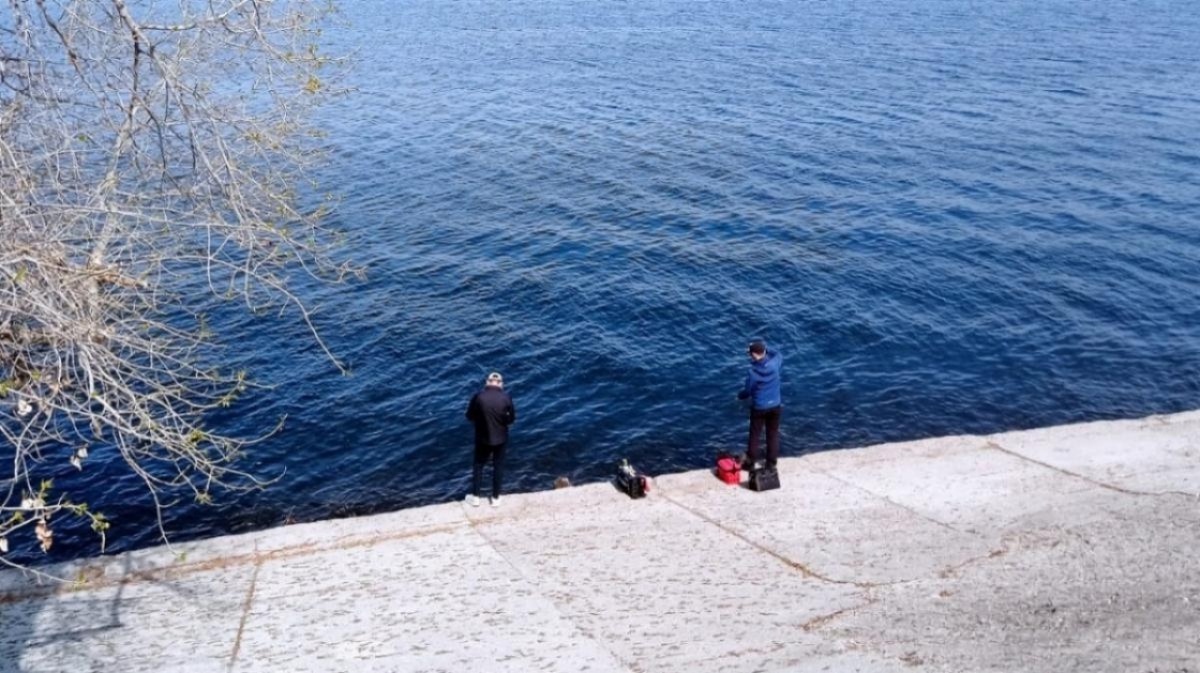    Саратовские рыбаки наловили волжских гигантов и выложили фотоНовости Саратова и области – Сетевое издание «Репортер64»