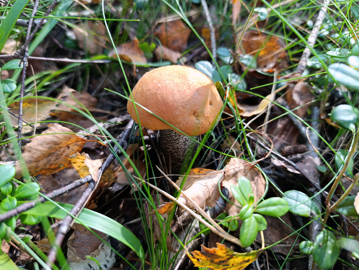 Подосиновик