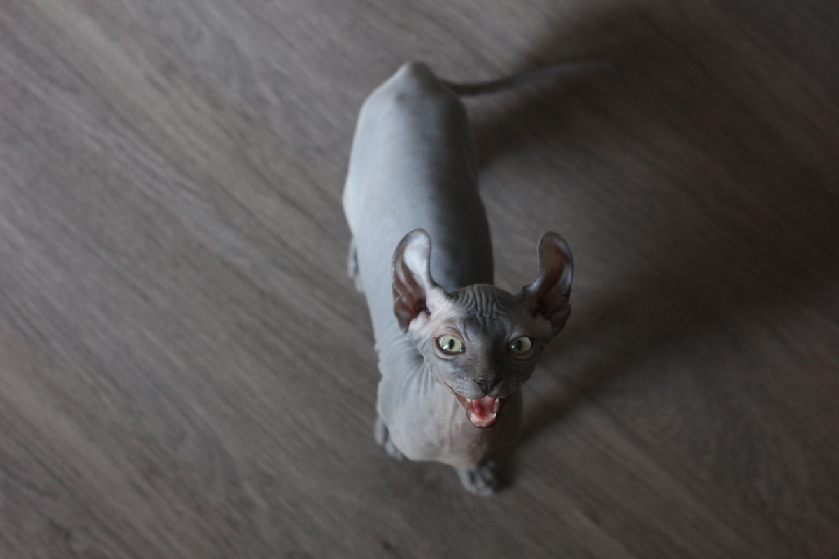 Просит выдать порцию 