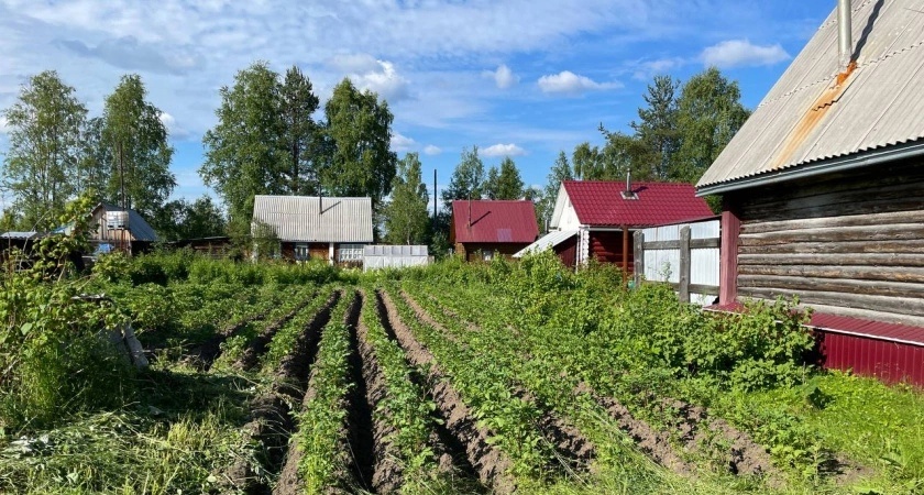    Три ложки на кучу и перегниют даже ветки: быстрый компост без всяких хлопот - земля словно пух