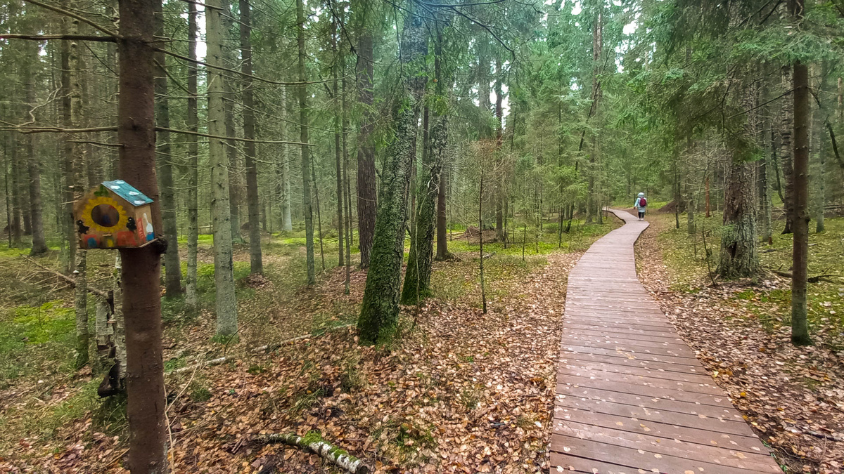 Экотропа «Комаровский берег» осенью. Фото: https://eco-trails.ru/