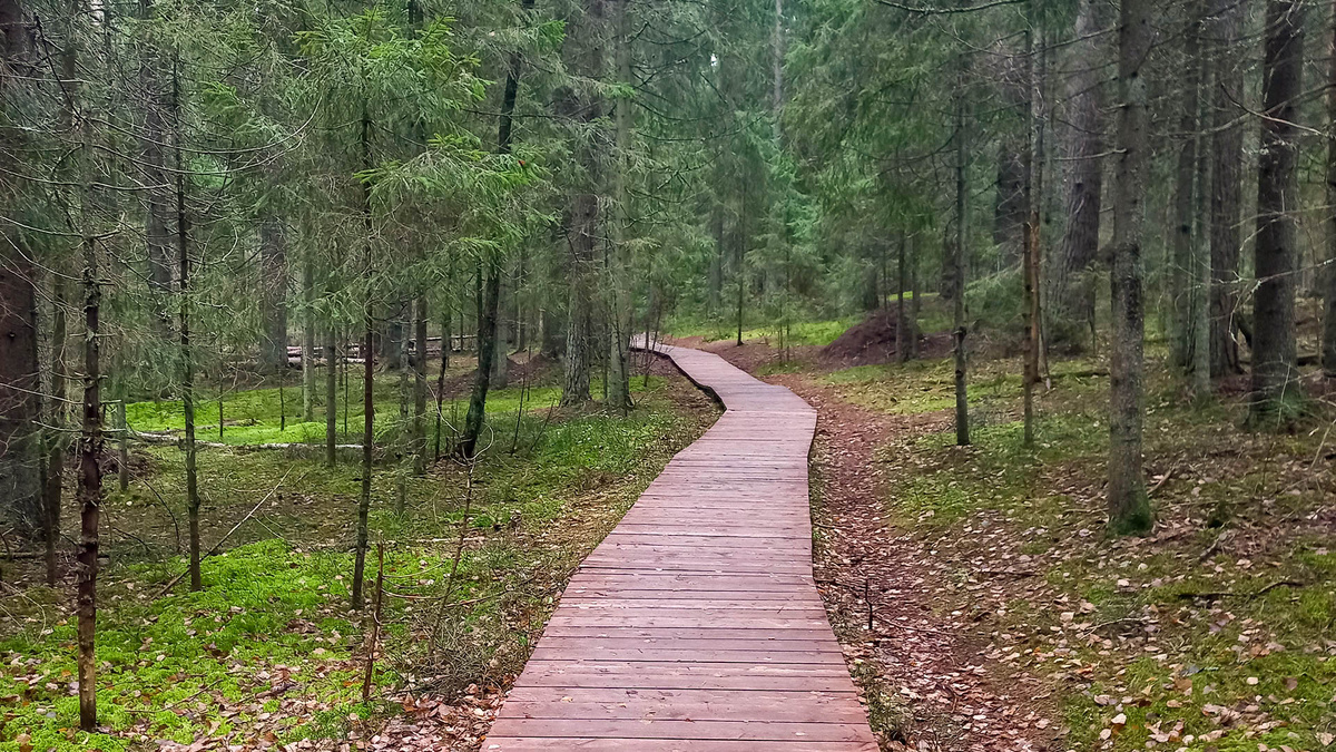 Экотропа «Комаровский берег» осенью. Фото: https://eco-trails.ru/