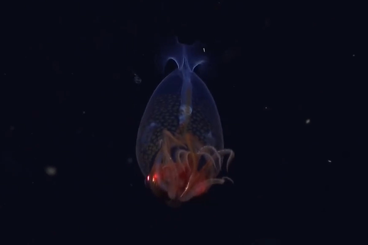 © Schmidt Ocean Institute