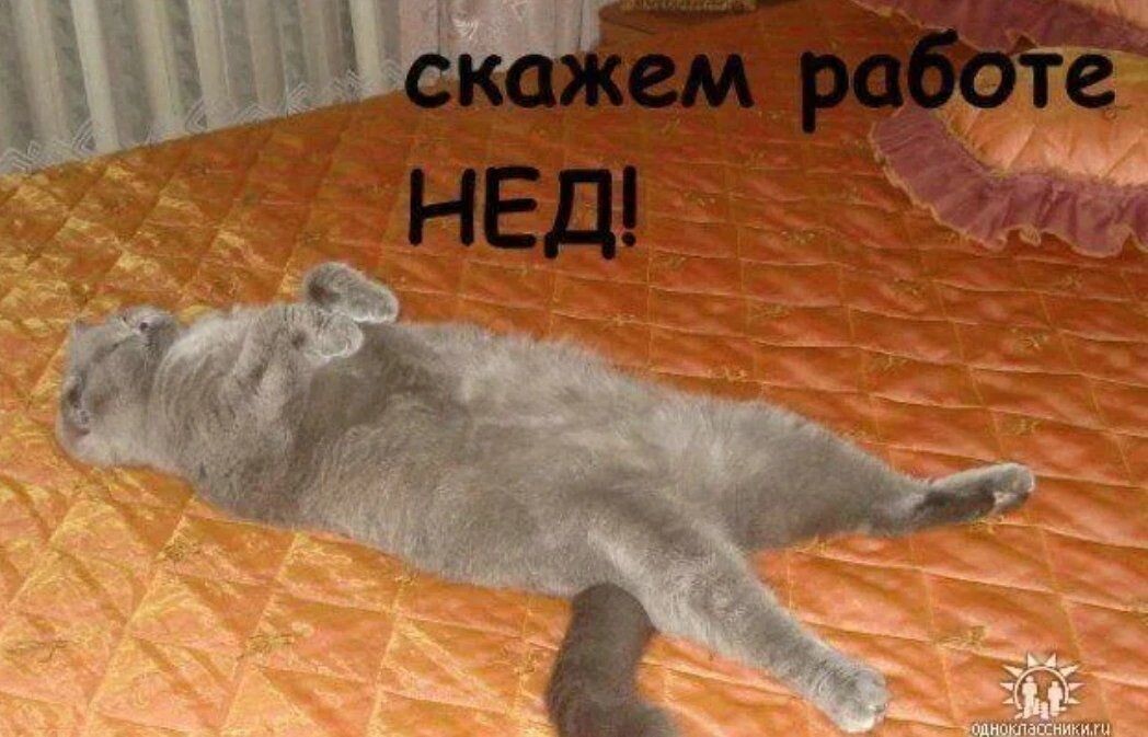 Начинается как всегда всё мило - например с котиков, шутка же.