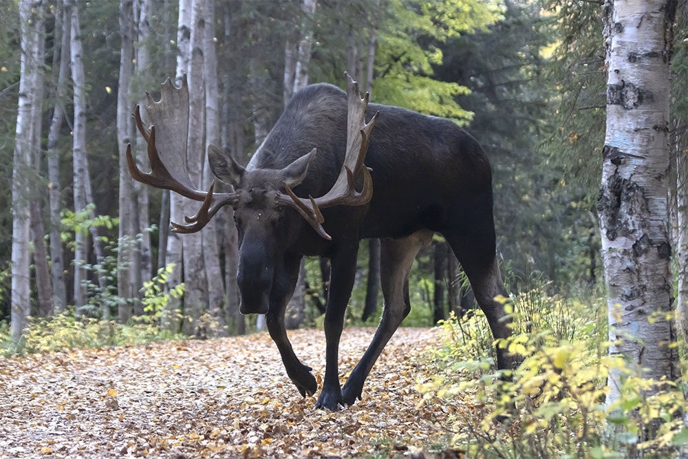    В сентябре встретить в подмосковном лесу лося - проще простого. / Getty Images