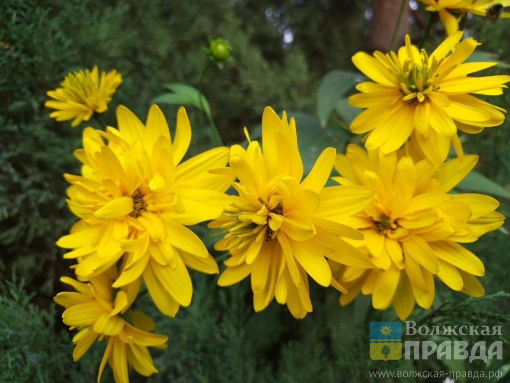     «Михаил заморозком прихватил»: традиции 19 сентября
