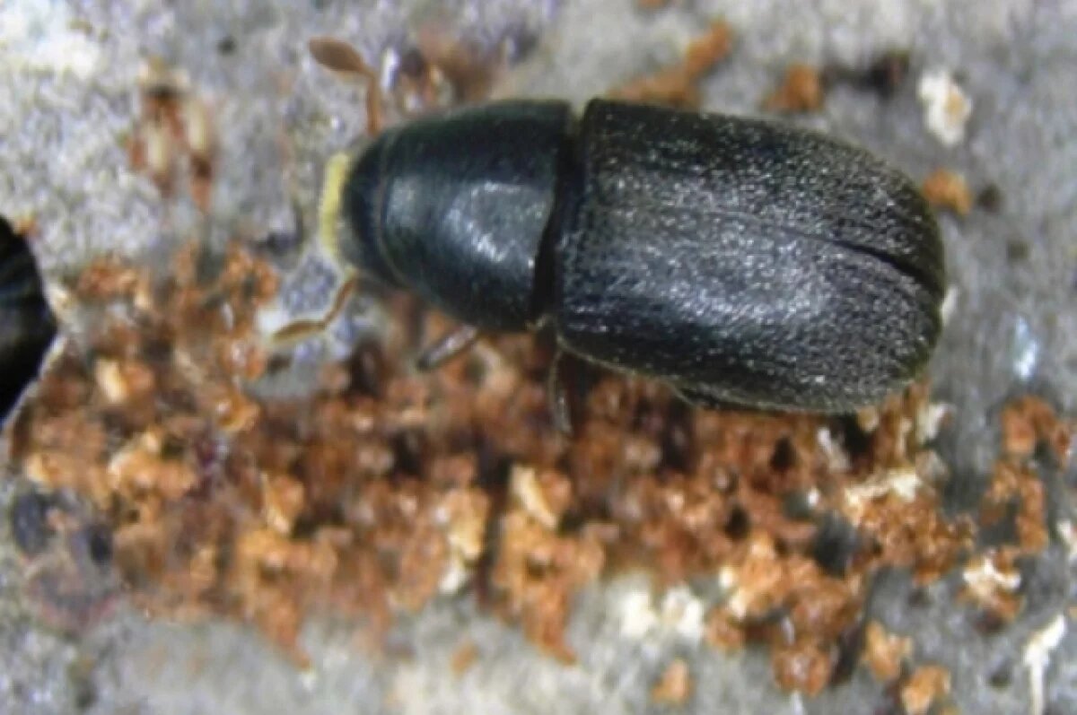    Учёный Ефимик объяснил, может ли жук-полиграф быть эндемиком Прикамья