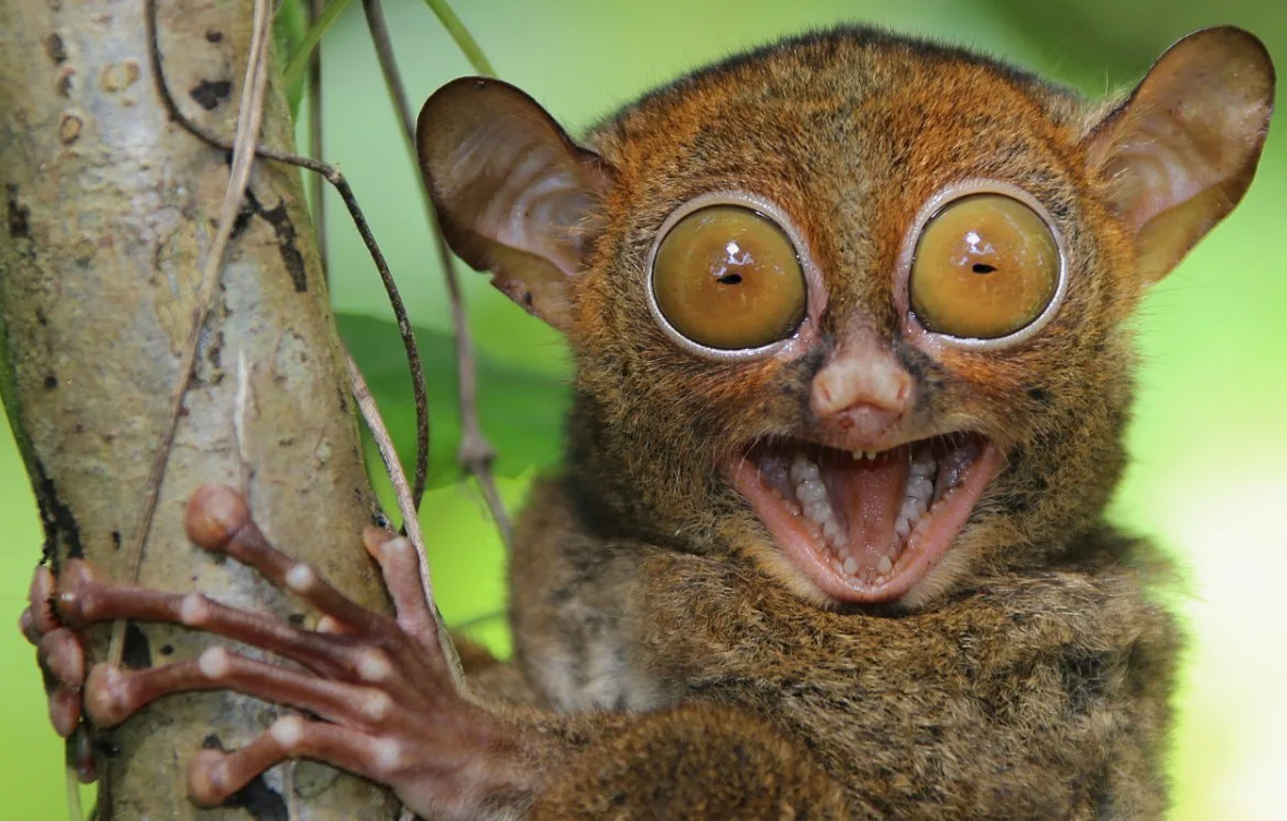 Глаза больше мозга — каждый глаз долгопята сопоставим по размеру с его мозгом и занимает почти всю глазницу.