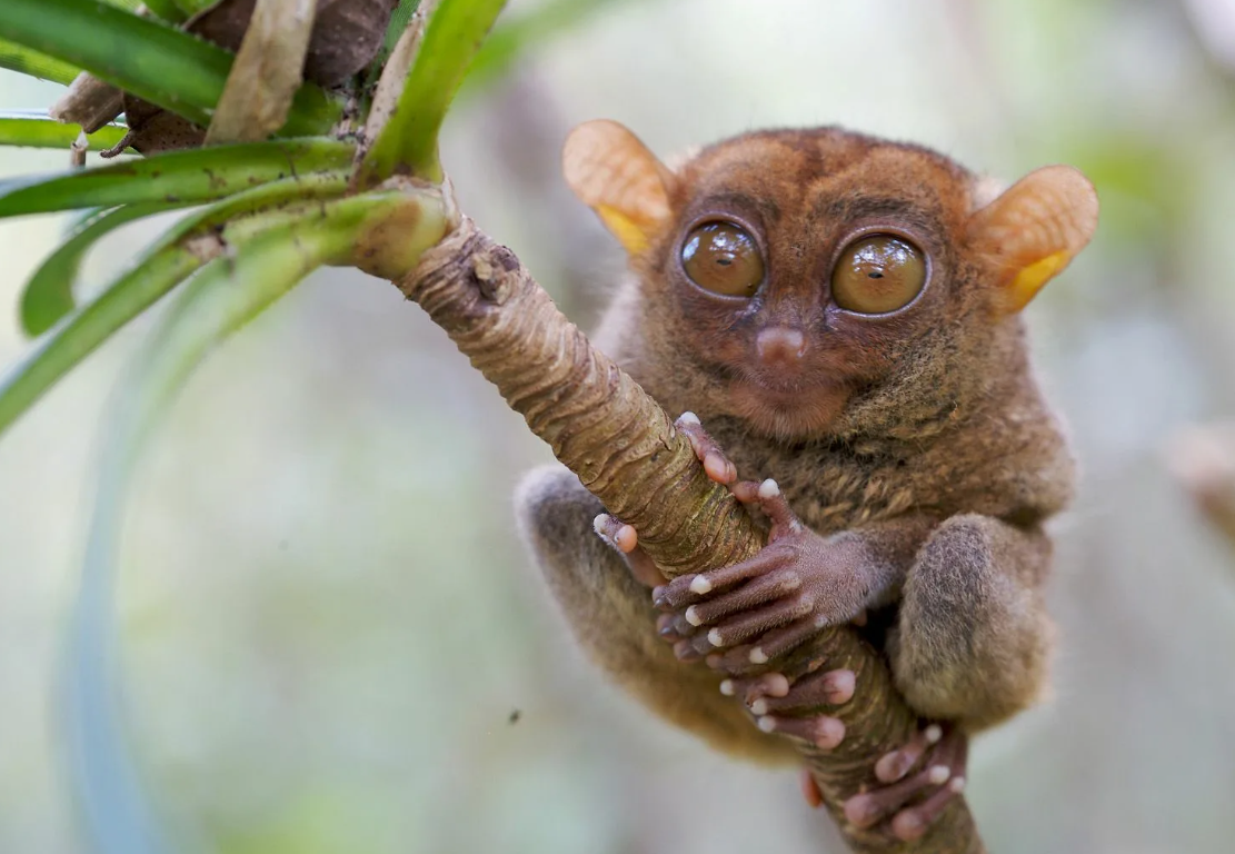 Хищный примат — долгопят питается исключительно животной пищей: насекомыми, ящерицами, птицами и даже змеями.