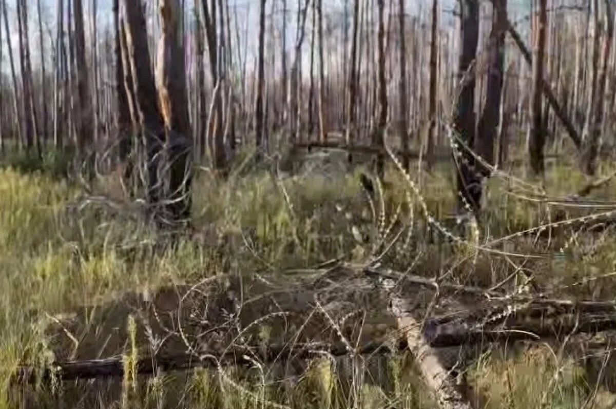    Появились первые кадры из освобождённого Серебрянского лесничества