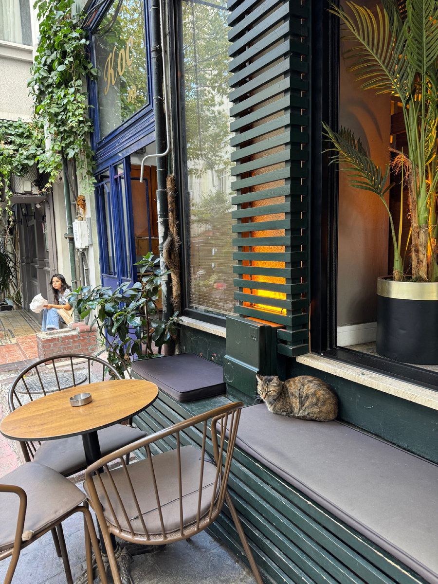 Коты - настоящие хозяева Стамбула