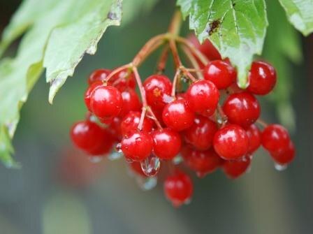 ПОЛЕЗНЫЕ СВОЙСТВА КАЛИНЫ