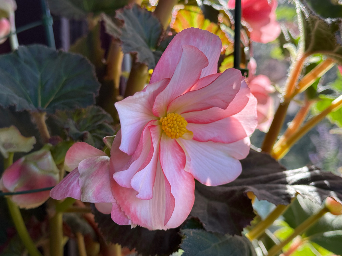 Бегония Пикоти бело-красная