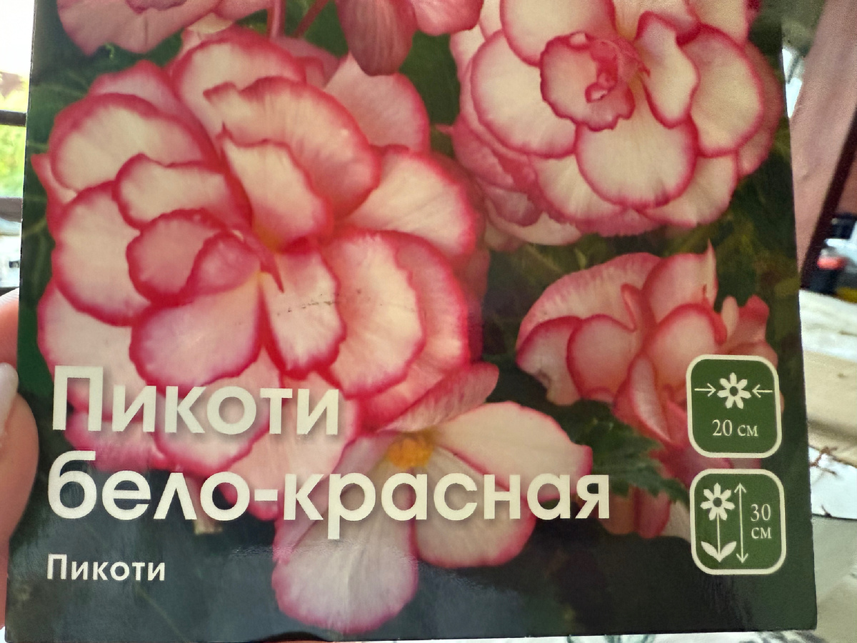 Бегония Пикоти бело-красная